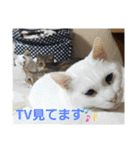 ワンネコちゃん（個別スタンプ：40）
