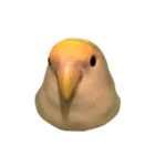 リアルなコザクラインコ（個別スタンプ：1）