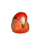 リアルなコザクラインコ（個別スタンプ：2）