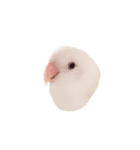 リアルなコザクラインコ（個別スタンプ：3）