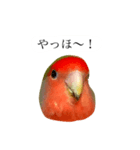 リアルなコザクラインコ（個別スタンプ：4）
