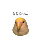 リアルなコザクラインコ（個別スタンプ：5）