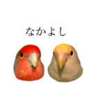 リアルなコザクラインコ（個別スタンプ：6）