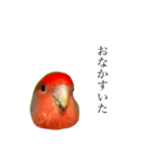 リアルなコザクラインコ（個別スタンプ：7）