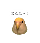 リアルなコザクラインコ（個別スタンプ：8）