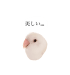 リアルなコザクラインコ（個別スタンプ：9）