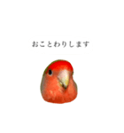 リアルなコザクラインコ（個別スタンプ：10）