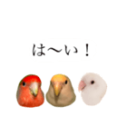リアルなコザクラインコ（個別スタンプ：11）