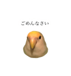 リアルなコザクラインコ（個別スタンプ：12）