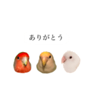 リアルなコザクラインコ（個別スタンプ：13）