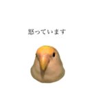 リアルなコザクラインコ（個別スタンプ：14）