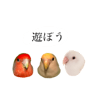 リアルなコザクラインコ（個別スタンプ：15）