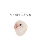 リアルなコザクラインコ（個別スタンプ：16）