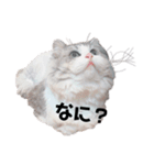 黒猫とミヌエット（個別スタンプ：1）