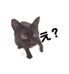黒猫とミヌエット（個別スタンプ：3）