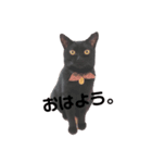 黒猫とミヌエット（個別スタンプ：5）