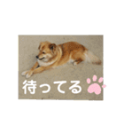 サンスタ1（個別スタンプ：8）