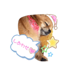 可愛い タヌちゃんのスタンプ 2（個別スタンプ：1）
