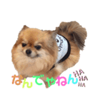 可愛い タヌちゃんのスタンプ 2（個別スタンプ：7）
