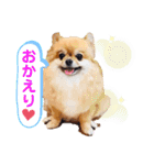 可愛い タヌちゃんのスタンプ 2（個別スタンプ：12）
