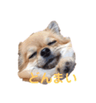 可愛い タヌちゃんのスタンプ 2（個別スタンプ：15）