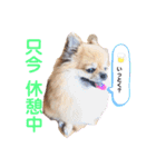 可愛い タヌちゃんのスタンプ 2（個別スタンプ：16）