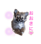 可愛い タヌちゃんのスタンプ 2（個別スタンプ：17）