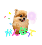 可愛い タヌちゃんのスタンプ 2（個別スタンプ：22）