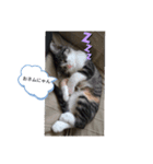 我が家のくるみニャン（個別スタンプ：2）