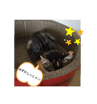我が家のくるみニャン（個別スタンプ：3）