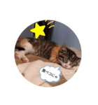 我が家のくるみニャン（個別スタンプ：4）