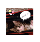 我が家のくるみニャン（個別スタンプ：5）