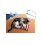 我が家のくるみニャン（個別スタンプ：6）