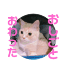 ゆめちゃんスタンプ3❤（個別スタンプ：11）