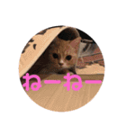 ゆめちゃんスタンプ3❤（個別スタンプ：15）