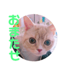 ゆめちゃんスタンプ2❤（個別スタンプ：13）