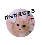 ゆめちゃんスタンプ2❤（個別スタンプ：36）