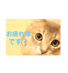 でっつぁん。（個別スタンプ：8）