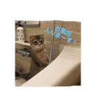 でっつぁん。（個別スタンプ：11）