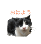 ボク、ろく。（個別スタンプ：1）