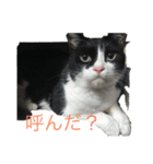ボク、ろく。（個別スタンプ：3）