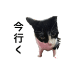 ボク、ろく。（個別スタンプ：7）
