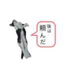 ボク、ろく。（個別スタンプ：10）