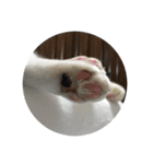 ボク、ろく。（個別スタンプ：15）