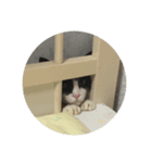 ボク、ろく。（個別スタンプ：16）