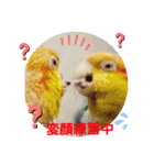 シロハラインコとニョオウインコ2（個別スタンプ：15）