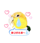 シロハラインコとニョオウインコ2（個別スタンプ：16）