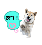 はなすた！（個別スタンプ：1）