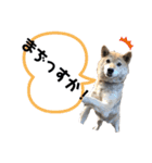 はなすた！（個別スタンプ：6）