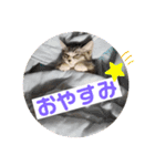 サバシロの日常（個別スタンプ：1）